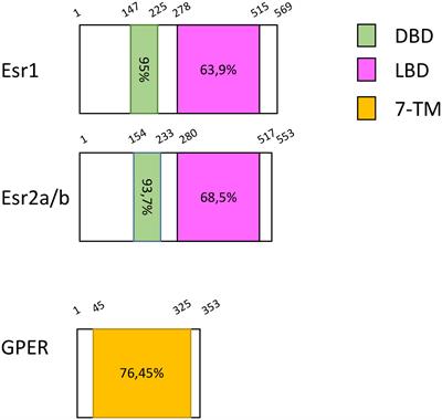 Zebrafish as an emerging model to study estrogen receptors in neural development